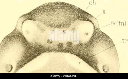 Archiv Bild ab Seite 272 von Cephalopoden Sterben, ich Teil (1921) Stockfoto