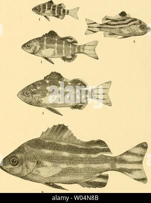 Archiv Bild ab Seite 274 von Die Fische der Siboga-Expedition (1913) Stockfoto