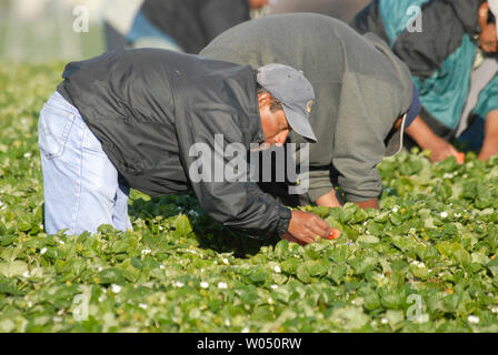 Undokumentierte Arbeiter Ernte Erdbeeren während einer warmen Frühlingstag, April 8, 2006, in Carlsbad, Kalifornien, einer Stadt nördlich von der US-mexikanischen Grenze. Durch riesige Demonstrationen in den Usa und Präsident George W. Bushs Unterstützung für einen Guest-worker Program, mexikanischen Arbeitern bleibt optimistisch, dass das Zuwanderungsgesetz im US-Kongress in etwas, das letztendlich Millionen von illegalen Migranten Vorteil umgewandelt werden kann, ermutigt. (UPI Foto/Earl Cryer) Stockfoto