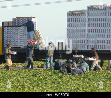 Undokumentierte Arbeiter Ernte Erdbeeren während einer warmen Frühlingstag, April 8, 2006, in Carlsbad, Kalifornien, einer Stadt nördlich von der US-mexikanischen Grenze. Durch riesige Demonstrationen in den Usa und Präsident George W. Bushs Unterstützung für einen Guest-worker Program, mexikanischen Arbeitern bleibt optimistisch, dass das Zuwanderungsgesetz im US-Kongress in etwas, das letztendlich Millionen von illegalen Migranten Vorteil umgewandelt werden kann, ermutigt. (UPI Foto/Earl Cryer) Stockfoto