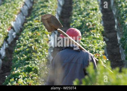 Undokumentierte Arbeiter Ernte Erdbeeren während einer warmen Frühlingstag, April 8, 2006, in Carlsbad, Kalifornien, einer Stadt nördlich von der US-mexikanischen Grenze. Durch riesige Demonstrationen in den Usa und Präsident George W. Bushs Unterstützung für einen Guest-worker Program, mexikanischen Arbeitern bleibt optimistisch, dass das Zuwanderungsgesetz im US-Kongress in etwas, das letztendlich Millionen von illegalen Migranten Vorteil umgewandelt werden kann, ermutigt. (UPI Foto/Earl Cryer) Stockfoto