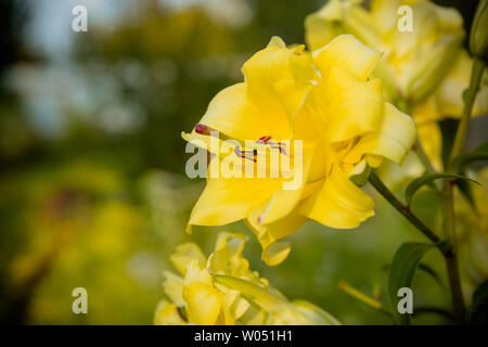 Ein daylily ist eine blühende Pflanze, die in der Gattung Hemerocallis Hobbygärtner und professionelle Gartenbauer haben lange Daylily gezüchtete Arten für Stockfoto