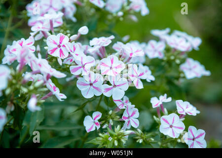 Florale Landschaftsgestaltung bringt ein Aufstand der Farbe auf die Straßen der Stadt, Stadt Betten mit Blumen, Verantwortung für die Umwelt. Hell rosa und weisse Petunien Stockfoto