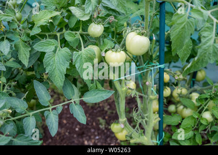 Viele grüne Tomaten reifen im Gewächshaus. Landwirtschaft, Gartenbau Konzept. Grüne Tomaten wachsen auf einen Ast. Wachsende Tomatenpflanzen in der Stockfoto