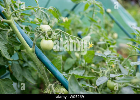 Viele grüne Tomaten reifen im Gewächshaus. Landwirtschaft, Gartenbau Konzept. Grüne Tomaten wachsen auf einen Ast. Wachsende Tomatenpflanzen in der Stockfoto