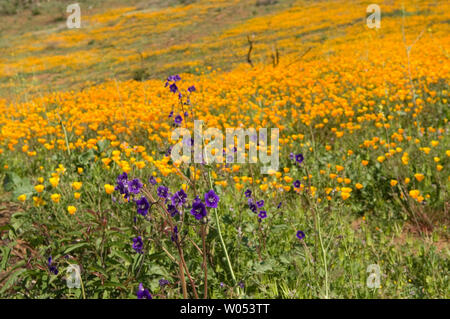 California Poppies zusammen mit anderen Wildblumen decken einen Hügel am San Diego National Wildlife Refuge, 11. März 2008. Über die Hälfte der Zuflucht während des firestorms Oktober 2007 verbrannt. Mit Hilfe von einem feuchter als normal im Winter viel der verbrannten Gebiete im südlichen Kalifornien sind jetzt schon zu erholen. (UPI Foto/Earl S. Cryer). Stockfoto