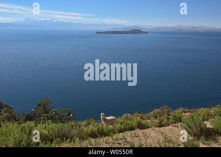 Lama- und Blick auf den Titicacasee von Isla del Sol, Bolivien Stockfoto