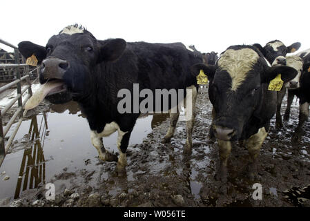 Eine Herde Kühe tragen Ohrmarken stand in der Menge in der Sunny Dene Ranch in der Nähe von Mabton, Washington am 31.01.17., 2004. Eine kanadische Kuh das Leben auf der Ranch war die erste Kuh in den USA einen bestätigten Fall von Rinderwahnsinn zu haben, und die folgenden slaugher von 129 Kühen. Eine vierte Kuhherde im Staat Washington war am Freitag in der Nähe von Connell unter Quarantäne gestellt. Das bedeutet, dass 19 Kühe aus der Herde o 81 Kanadische Kühe, dass die Vereinigten Staaten im Jahr 2001 gefunden wurden. (UPI Foto/Jim Bryant) Stockfoto