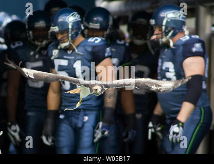 Ein Seahawk fliegt aus dem Tunnel vor der Seattle Seahawks NFL Spiel gegen die Green Bay Packers in der Qwest Field in Seattle am 12. Oktober 2008. Seahawk ist nur eine von vielen Spitznamen für die ehrfürchtige Fischadler (Pandion haliaetus). Dieses große, lange - winged Raubvogel schneidet eine markante Figur, dunkle Schokolade braun und weiß unten mit einem starken schwarzen Linie, die durch seinen Auge. Diese Farbgebung ist offensichtlich ein bisschen mehr Understatement als der Blue, teal, und Chartreuse palette durch die Fußball Seahawks bevorzugt, aber scheint gut für die Raptor zu arbeiten. (UPI Foto/Jim Bryant) Stockfoto