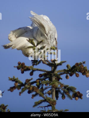 Eine Schnee-eule, sind Besucher aus der Arktis, preens selbst nicht aus, während auf einem Baum an Damon, Grays Harbor County, Washington, am 4. Februar 2012. Die Vögel werden in der Gegend, Schlemmen auf kleine Säugetiere und Mast bis vor dem Abflug im März unter der Leitung auf ihrem Weg zurück in die Arktis zu züchten. UPI/Jim Bryant Stockfoto