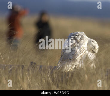 Eine Schnee-eule, sind Besucher aus der Arktis, preens selbst beim Sitzen ein Top a bei Damon, Grays Harbor County, Washington, am 4. Februar 2012 anzumelden. Die Vögel werden in der Gegend, Schlemmen auf kleine Säugetiere und Mast bis vor dem Abflug im März unter der Leitung auf ihrem Weg zurück in die Arktis zu züchten. UPI/Jim Bryant Stockfoto