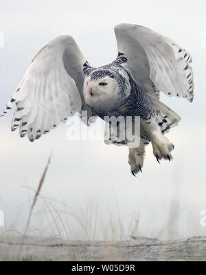 Eine Schnee-eule nimmt Flug bei Damon, Grays Harbor County, Washington am 5. Februar 2012. Die seltenen Besucher aus der Arktis werden im Bereich, Schlemmen auf kleine Säugetiere und Mast bis vor dem Abflug im März unter der Leitung auf ihrem Weg zurück in die Arktis zu züchten. UPI/Jim Bryant Stockfoto