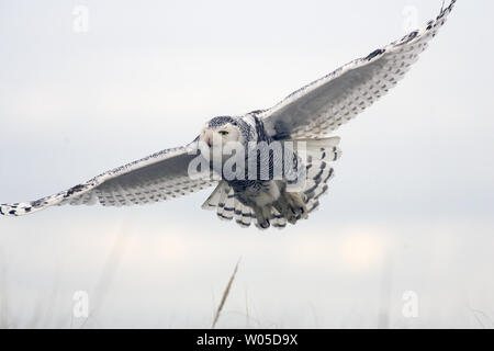 Eine Schnee-eule nimmt Flug bei Damon, Grays Harbor County, Washington am 5. Februar 2012. Die seltenen Besucher aus der Arktis werden im Bereich, Schlemmen auf kleine Säugetiere und Mast bis vor dem Abflug im März unter der Leitung auf ihrem Weg zurück in die Arktis zu züchten. UPI/Jim Bryant Stockfoto