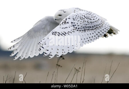 Eine Schnee-eule nimmt Flug bei Damon, Grays Harbor County, Washington am 5. Februar 2012. Die seltenen Besucher aus der Arktis werden im Bereich, Schlemmen auf kleine Säugetiere und Mast bis vor dem Abflug im März unter der Leitung auf ihrem Weg zurück in die Arktis zu züchten. UPI/Jim Bryant Stockfoto