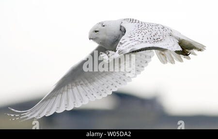 Eine Schnee-eule nimmt Flug bei Damon, Grays Harbor County, Washington am 5. Februar 2012. Die seltenen Besucher aus der Arktis werden im Bereich, Schlemmen auf kleine Säugetiere und Mast bis vor dem Abflug im März unter der Leitung auf ihrem Weg zurück in die Arktis zu züchten. UPI/Jim Bryant Stockfoto