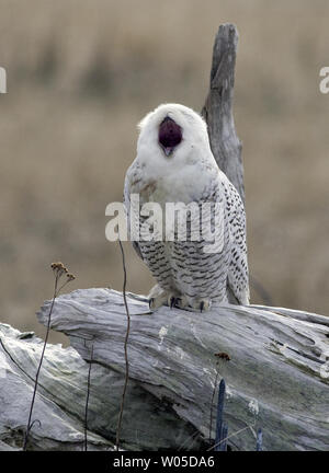 Eine Schnee-eule gähnt, während er auf dem Protokoll bei Damon, Grays Harbor County, Washington am 5. Februar 2012. Die seltenen Besucher aus der Arktis werden im Bereich, Schlemmen auf kleine Säugetiere und Mast bis vor dem Abflug im März unter der Leitung auf ihrem Weg zurück in die Arktis zu züchten. UPI/Jim Bryant Stockfoto