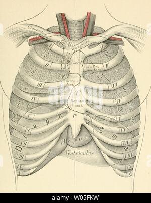 Archiv Bild ab Seite 336 von Die beschreibenden und topographische Anatomie