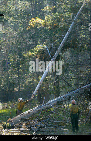 Feuerwehrleute Arbeiten zur Beseitigung von Bäumen und Sträuchern, die durch die Angorafeuers in South Lake Tahoe, Kalifornien am 28. Juni 2007 gebrannt wurden. Die Angora Feuer gebrannt ca. 2700 Hektar in South Lake Tahoe und ist etwa 55 Prozent enthalten. (UPI Foto/Aaron Kehoe) Stockfoto