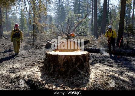 Truckee Fire Fighter Ralf Das Rosellen und Clear Lake Feuerwehrmann Tom Browning prüfen einen gefallenen Redwood Baum, der aus dem Angorafeuers in South Lake Tahoe, Kalifornien am 28. Juni 2007 verbrannt wurde. Die Angora Feuer gebrannt ca. 2700 Hektar in South Lake Tahoe und ist etwa 55 Prozent enthalten. (UPI Foto/Aaron Kehoe) Stockfoto