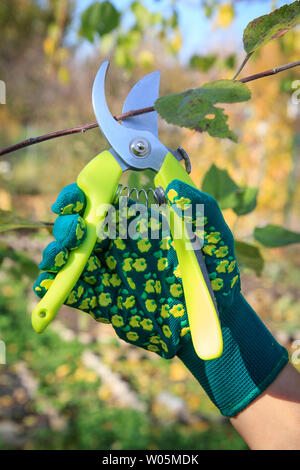 Frau Bauer kümmern sich um den Garten. Frühling Schneiden von Obst Baum. Frau in Grün Handschuh mit gartenschere Scheren die Spitzen der Baum. Stockfoto