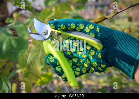 Frau Bauer kümmern sich um den Garten. Beschneidung der Obstbaum. Frau in Grün Handschuh mit gartenschere Scheren die Spitzen der Baum. Stockfoto