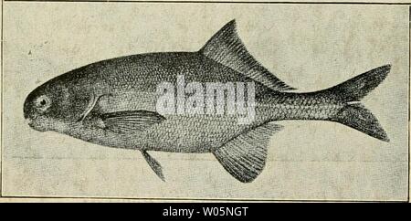 Archiv Bild ab Seite 349 der Sterben in Würze exotischen Kiez?! Stockfoto