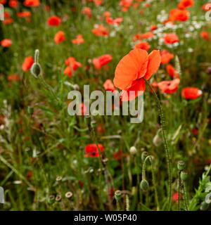 Nahaufnahme von Mohn in einer Wiese an einem sonnigen Tag. Stockfoto