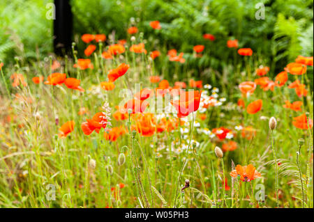 Nahaufnahme von Mohn in einer Wiese an einem sonnigen Tag. Stockfoto