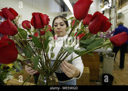 Florial designer Sahar Barekzai ordnet zwei Dutzend rote Rosen für eine Valentines Tag um Tom Carr Floristen in St. Louis am 13. Februar 2004. Das blumengeschäft sagt, dass Sie durch mehrere tausend Rosen für die Liebste Tag gegangen sind. (UPI Foto/Rechnung Greenblatt) Stockfoto