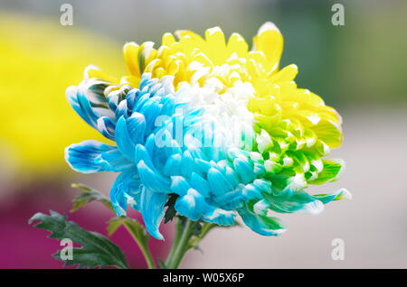 Chrysantheme in einer Vielzahl von Farben Stockfoto