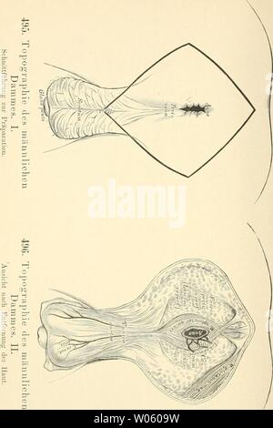 Archiv Bild ab Seite 371 der beschreibenden und topographische Anatomie sterben. Die beschreibenden und topographische Anatomie des Menschen diedescriptiveun 00 heit Jahr: 1896 332 Topographie. Stockfoto