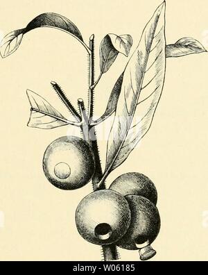 Archiv Bild ab Seite 372 von die Gallen der Pflanzen, ein Stockfoto
