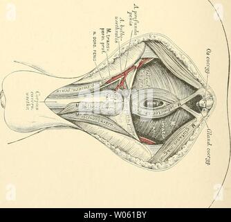 Archiv Bild ab Seite 373 der beschreibenden und topographische Anatomie sterben. Die beschreibenden und topographische Anatomie des Menschen diedescriptiveun 00 heit Jahr: 1896 5 - Also: Stockfoto
