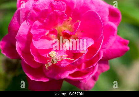 Nahaufnahme eines weißen Spinne auf einer Rose Blume, grüne Blätter mit einem verschwommenen Hintergrund. Stockfoto