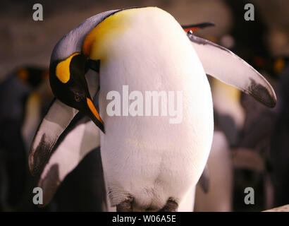 Ein erwachsener Königspinguin preens in seinem Haus in der Pinguin und Papageitaucher Küste an der St. Louis Zoo am 31. Januar 2007. (UPI Foto/Rechnung Greenblatt) Stockfoto