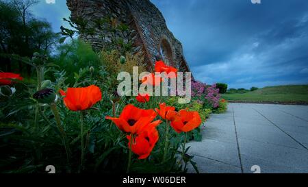 Mohnblumen in der Nähe der Ruinen von St. Edmund's Chapel in Hunstanton, Norfolk, England Stockfoto