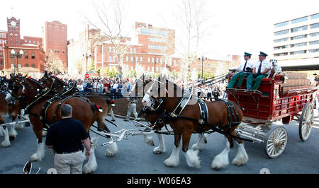 Die budweiser Clydesdales Anhängevorrichtung zieht bis zu der Anheuser-Busch Sitz der Gesellschaft während einer Wiederinkraftsetzung des 75. Jahrestages zum Ende der Prohibition in St. Louis am 7. April 2008. Am 7. April 1933, August A. Busch jr. ein Kasten Bier im Weißen Haus für Präsident Roosevelt auf eine ähnliche Wagen von dem berühmten Clydesdale Pferden gezogen. (UPI Foto/Rechnung Greenblatt) Stockfoto