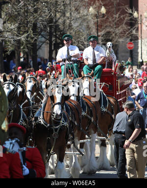 Die budweiser Clydesdales machen sich auf den Weg durch eine Menschenmenge von Tausenden von Mitarbeitern außerhalb der Unternehmenszentrale, als sie den 75. Jahrestag des Verbots in St. Louis am 7. April 2008 Reenact. Am 7. April 1933, Busch's Großvater August A. Busch jr. ein Kasten Bier im Weißen Haus für Präsident Roosevelt auf einem Wagen durch die gleiche Clydesdale Pferden gezogen. (UPI Foto/Rechnung Greenblatt) Stockfoto