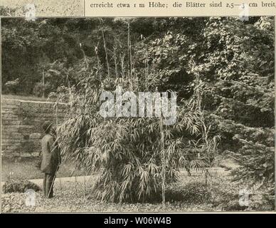 Archiv Bild ab Seite 464 von Die Gartenwelt (1897). Gartenwelt diegartenwelt 03 berl sterben jedes Jahr: 1897 und ich 8cm lang ist, Läfst sie von of this auf den ersten Blick unterscheiden. Bambusa quadrangularis Fenzi. Wir erhielten this Kunst von der Firma Fratelli Rovelli in Pallanza. Die Halme sind bei Igv, namenthch an den Knoten, schnelle vierkantig, war wohl erst einen älteren Pflanzen deutlich hervortritt, denn einer unserer Jungen, ich m hohen Pflanze sieht man oft noch nichts. Die Blätter sind 20 cm lang und 2 cm breit. Zwei Winter hat die Pflanze unter leichter Decke ohne Schaden überdauert. Bambusa palm Stockfoto