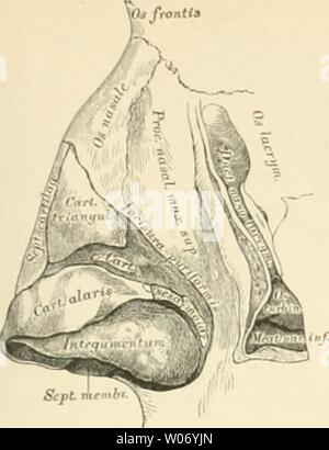 Archiv Bild ab Seite 476 der beschreibenden und topographische Anatomie sterben. Beschreibende und topographische Anatomie des Menschen diedescriptiveun 00 heit Jahr sterben: 1896 Geruchsorsan. 437 Stockfoto