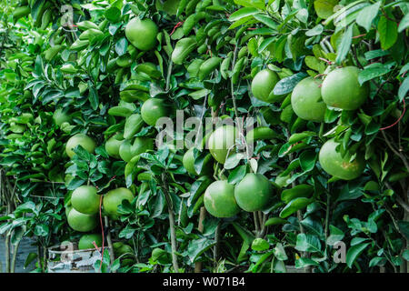 Pomelo Obst baum in Bangladesch oder Jambura Batabinebu. Pomelo Lemon Wand Stockfoto