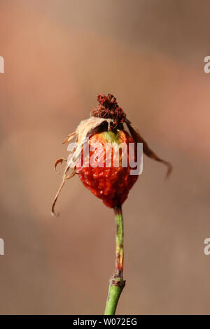 Hagebutten Stockfoto