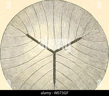 Archiv Bild ab Seite 491 der beschreibenden und topographische Anatomie sterben. Die beschreibenden und topographische Anatomie des Menschen diedescriptiveun 00 heit Jahr: 1896 452 Stockfoto