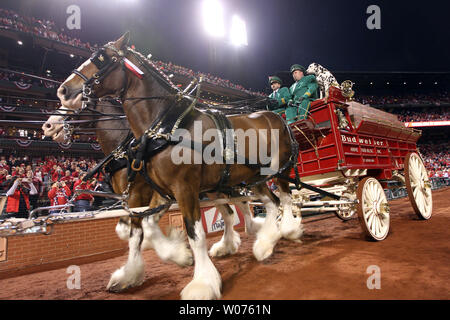 Die budweiser Clydesdales machen sich auf den Weg rund um den Busch Stadium track vor Spiel 5 der National League Championship Series zwischen den San Francisco Giants und die St. Louis Cardinals in St. Louis am 19. Oktober 2012. UPI/Rechnung Greenblatt Stockfoto