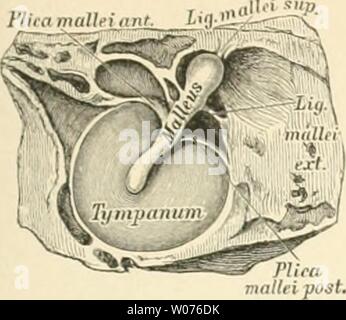 Archiv Bild ab Seite 502 der beschreibenden und topographische Anatomie sterben. Die beschreibenden und topographische Anatomie des Menschen diedescriptiveun 00 heit Jahr: 1896 463. maKrifcä Stockfoto