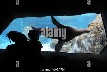 Die Besucher der Saint Louis Zoo genießen Sie Seelöwen schwimmen durch an der Sea Lion Sound in St. Louis am 16. August 2013. Sea Lion Sound vereint die Sea Lion Becken und Seelöwen-show in einem 1,5 Hektar großen Anlage. Dies ist der einzige Zoo in Nordamerika, wo die Besucher durch einen Unterwassertunnel in Lebensraum die Seelöwen zu Fuß können die Tiere schwimmen um Sie zu sehen. UPI/Rechnung Greenblatt Stockfoto