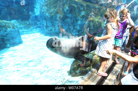 Die Besucher der Saint Louis Zoo genießen Sie Seelöwen schwimmen durch an der Sea Lion Sound in St. Louis am 16. August 2013. Sea Lion Sound vereint die Sea Lion Becken und Seelöwen-show in einem 1,5 Hektar großen Anlage. Dies ist der einzige Zoo in Nordamerika, wo die Besucher durch einen Unterwassertunnel in Lebensraum die Seelöwen zu Fuß können die Tiere schwimmen um Sie zu sehen. UPI/Rechnung Greenblatt Stockfoto