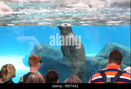 Die Besucher der Saint Louis Zoo genießen Sie eine Dichtung poke sein Kopf für Luft an der Sea Lion Sound in St. Louis am 16. August 2013. Sea Lion Sound vereint die Sea Lion Becken und Seelöwen-show in einem 1,5 Hektar großen Anlage. Dies ist der einzige Zoo in Nordamerika, wo die Besucher durch einen Unterwassertunnel in Lebensraum die Seelöwen zu Fuß können die Tiere schwimmen um Sie zu sehen. UPI/Rechnung Greenblatt Stockfoto