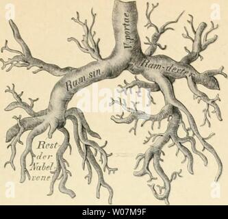 Archiv Bild ab Seite 596 von Die beschreibenden und topographische Anatomie
