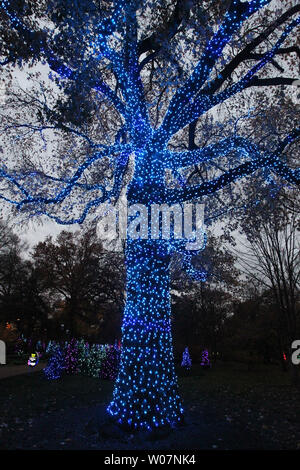 Eine große Eiche am Missouri Botanical Gardens ist in hell blau leuchtet während der Nacht der Garten Leuchten an der Missouri Botanical Gardens in St. Louis bedeckt am 20. November 2015. Der Botanische Garten ist in buntes Licht zeigt die Bäume, Pflanzen und climatron verwandelt, ein Gewächshaus in einer geodätischen Kuppel umschlossen. Foto von Bill Greenblatt/UPI Stockfoto